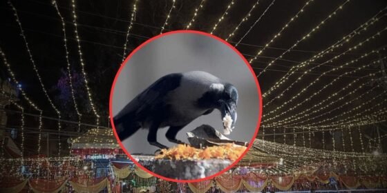 कागलाई खुसी पार्न दहि भात खुवाउने दिन !