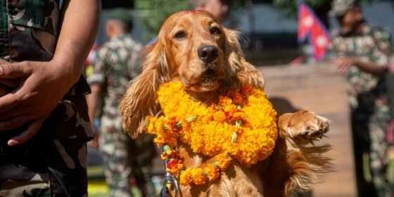 कुकुरको परेड ! (फोटो फिचर)