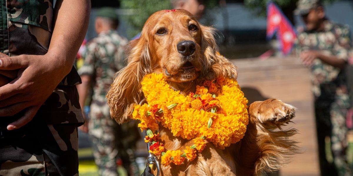 कुकुरको परेड ! (फोटो फिचर)