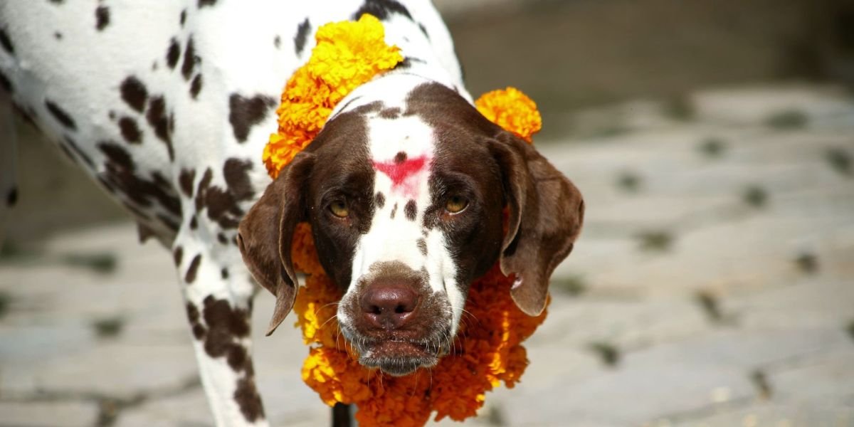 आज कुकुरको दिन